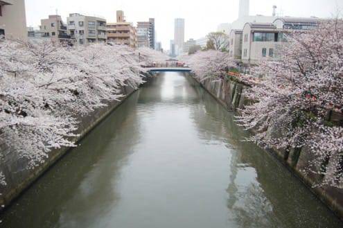 写真でわかる目黒川の桜 開花情報［2013年3月25日］