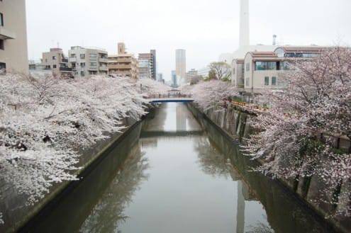 写真でわかる目黒川の桜 開花情報［2013年3月24日］