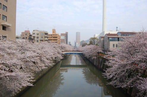 写真でわかる目黒川の桜 開花情報［2013年3月28日］