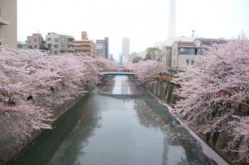 写真でわかる目黒川の桜 開花情報［2013年3月31日］