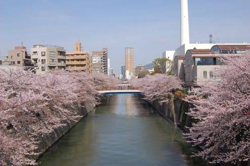 写真でわかる目黒川の桜 開花情報［2013年4月1日］