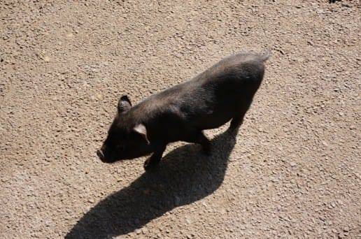 くじゅう自然動物園の自然体の豚さん