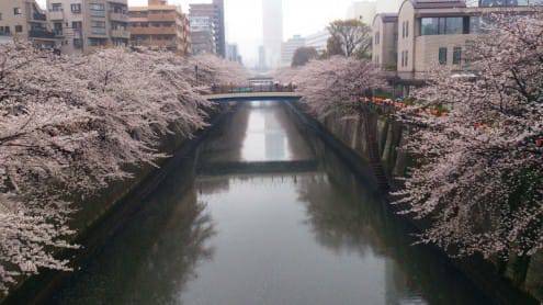 写真でわかる目黒川の桜 開花情報［2013年3月26日］