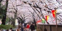 目黒川の桜の開花を写真で毎日撮影 3/29〜4/7