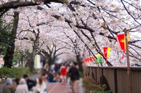目黒川の桜の開花を写真で毎日撮影 3/29〜4/7