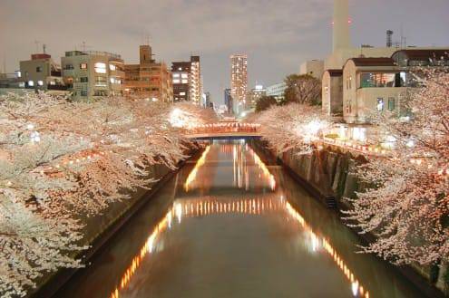 写真でわかる目黒川の桜 開花情報［2013年3月26日］