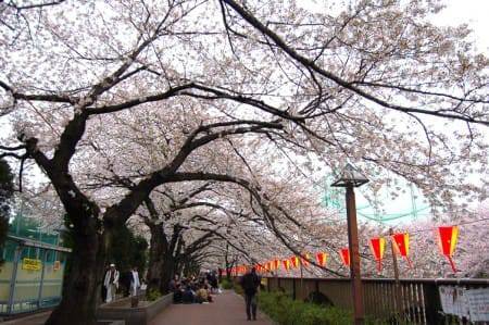 目黒川の桜の開花を写真で毎日撮影 3/24〜3/29
