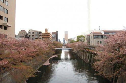 写真でわかる目黒川の桜 開花情報［2013年4月6日］