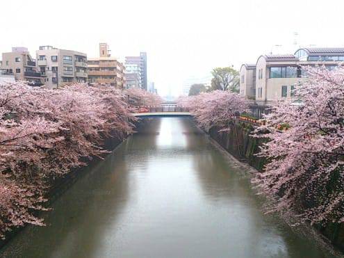 写真でわかる目黒川の桜 開花情報［2013年4月2日］