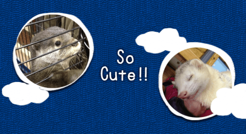 カワウソの「みたらしだんご」やフェレットたちに会って来ました！