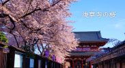 朝の浅草寺のお散歩の様子を写真で紹介。桜が満開で気持ちがいい！