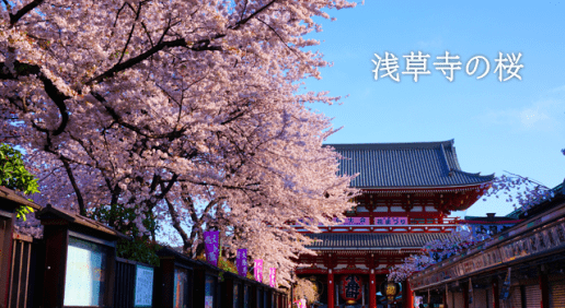 朝の浅草寺のお散歩の様子を写真で紹介。桜が満開で気持ちがいい！