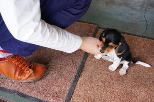 くじゅう自然動物園のビーグルの赤ちゃん