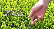 新茶の茶摘みをしてきたのでお茶を作ってみました！